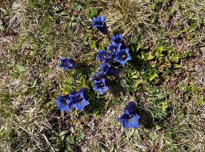 Haus Fuerhapter Markus 3* Innervillgraten