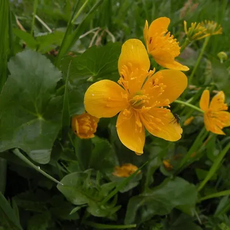 Πανσιόν Haus Fuerhapter Markus Innervillgraten