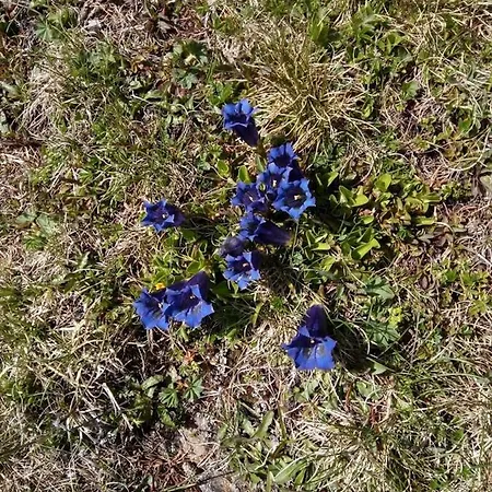 Haus Fuerhapter Markus 3* Innervillgraten